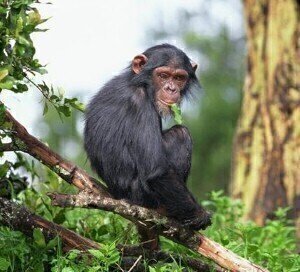 Scientists observe human and chimpanzee bone similarities