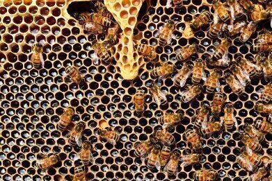 Why Are Bees in Decline?
