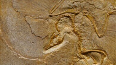 Bat-Dinosaur Fossil Discovered in China