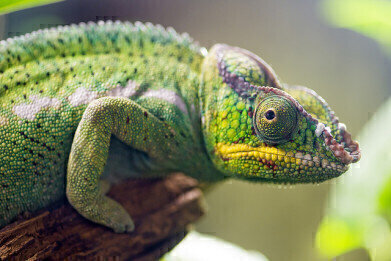 Which Is Faster, a Chameleons Tongue or a Space Shuttle Launch?
