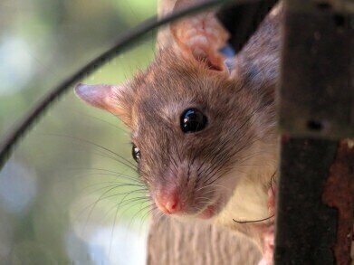 Giant Rats Used to Sniff out Tuberculosis
