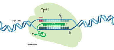 Complete Cpf1-Based CRISPR Genome Editing System Available