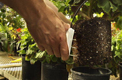 Three-in-One Soil Sensor Boosts Yield in Greenhouses