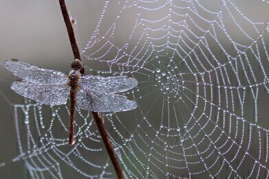 How Strong is Spider Silk?