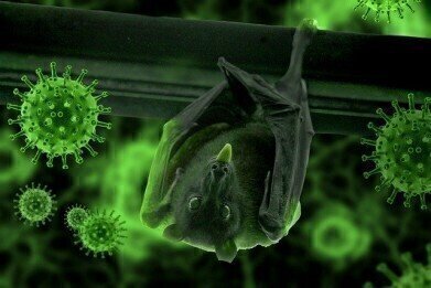 Bat Coronavirus Study Finds Closest Relative to SARS-Cov-2