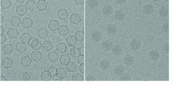 Seeing is Believing: High-Resolution Cryo Electron Microscopy reveals Mechanism of Virus Assembly and Genome Encapsidation   