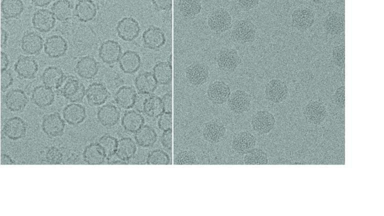 Seeing is Believing: High-Resolution Cryo Electron Microscopy reveals Mechanism of Virus Assembly and Genome Encapsidation   