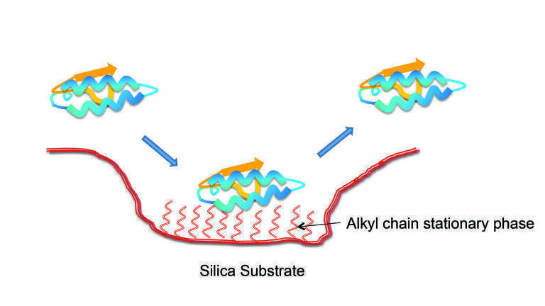 The use of High Performance Liquid Chromatography (HPLC) columns in Biomolecule analysis