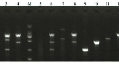 Multiple Touchdown PCR (MT-PCR): A New Application of PCR for Better Precision and Stability  