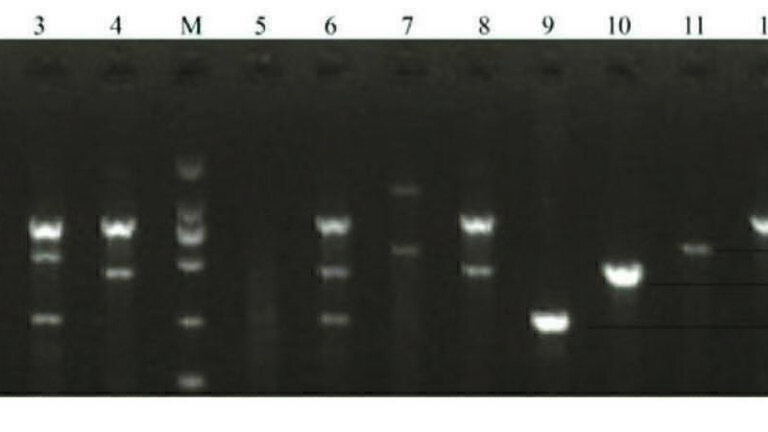 Multiple Touchdown PCR (MT-PCR): A New Application of PCR for Better ...
