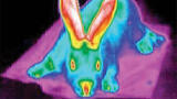 Investigating the Thermal Physiology of Birds and Mammals
