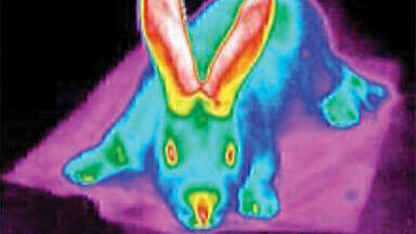 Investigating the Thermal Physiology of Birds and Mammals