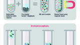 Uniform and Reliable Magnetic Beads for Protein Immunocapture Workflows
