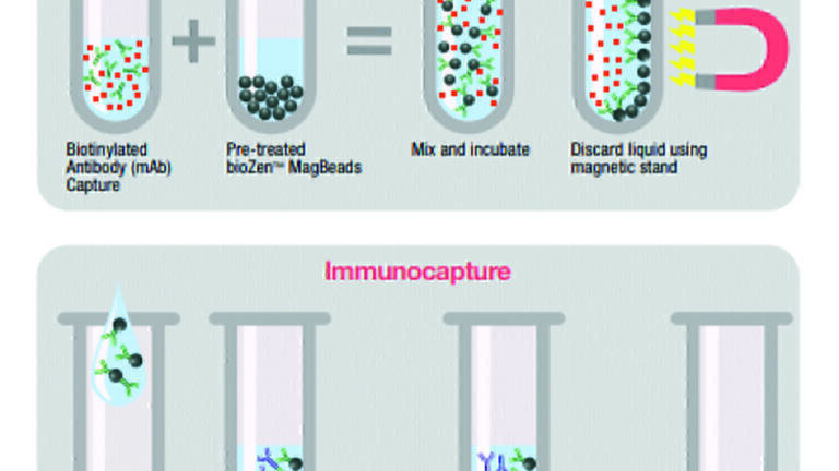 Uniform and Reliable Magnetic Beads for Protein Immunocapture Workflows