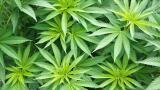 The Importance of Measuring Heavy Metal Contaminants in Cannabis and Hemp Consumer Products