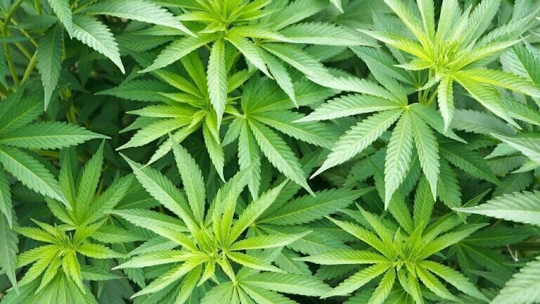 The Importance of Measuring Heavy Metal Contaminants in Cannabis and Hemp Consumer Products