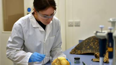 Recovering human DNA from trafficked endangered species