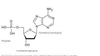 Approaches to troubleshooting an SPE method for the analysis of oligonucleotides (pt i)