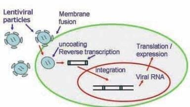 Highly Reproducible Gene Delivery for Stem Cell Research