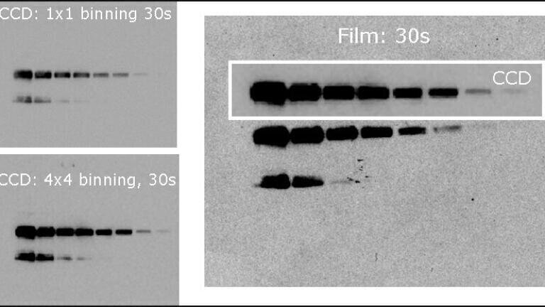 Fig. 2: Chemiluminescent blots of rabbit sera dilution series comparing film to BioSpectrum CCD capture and results (inset CCD) are more sensitive than film.