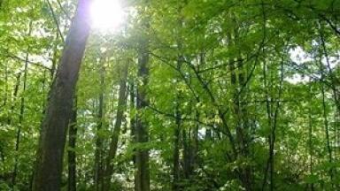 GFIS updates gateway for scientists in forestry disciplines