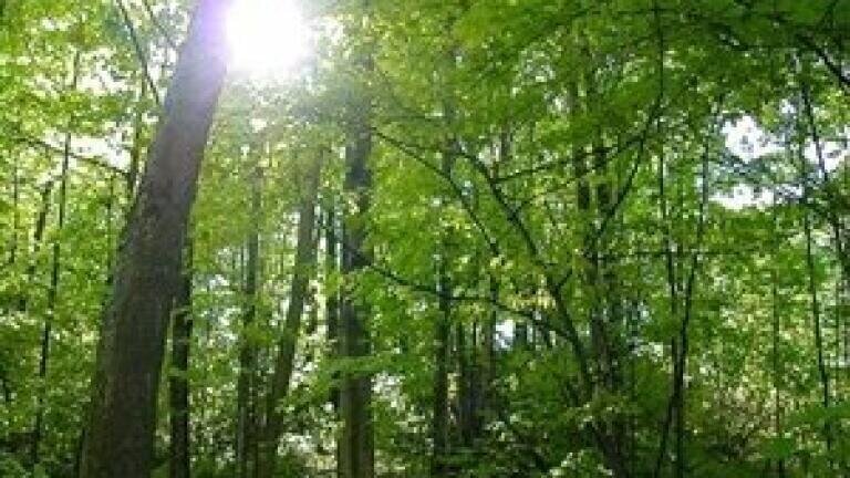 GFIS updates gateway for scientists in forestry disciplines