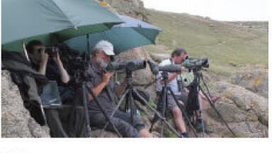 Storming Start for SeaWatch SW Marine Wildlife Survey