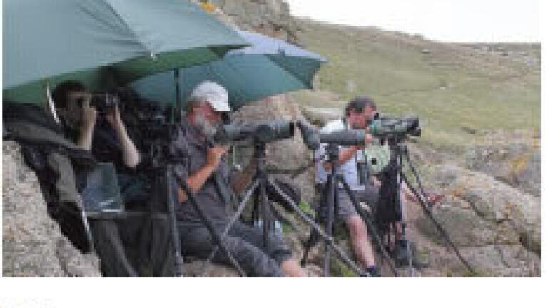 Storming Start for SeaWatch SW Marine Wildlife Survey