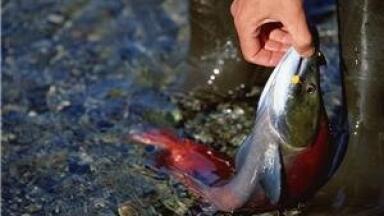 Rotten fish 'are lab supplies' for geologists