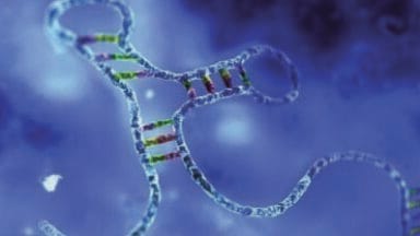 Rationally Designed Research Tool for Stable Expression of Mature MicroRNA