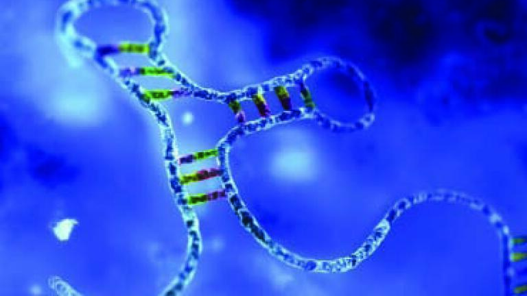 Rationally Designed Research Tool for Stable Expression of Mature MicroRNA