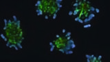 Scientists tackle how Cell Division Mistakes Lead To Human Disorders
