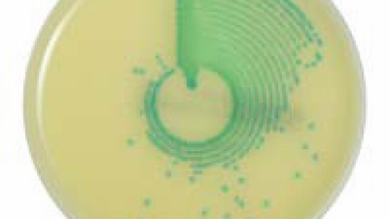 New MRSA Chromogenic Medium