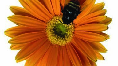 Reliable Method for Rapid and Accurate Analysis of Trace Elements in Honey