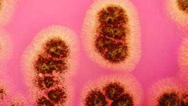 Tackling Fungal Food Spoilage