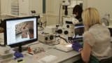 Museum Conservation Studio Selects Microscopes to Study the Staffordshire Hoard