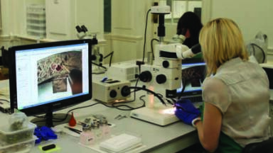 Museum Conservation Studio Selects Microscopes to Study the Staffordshire Hoard