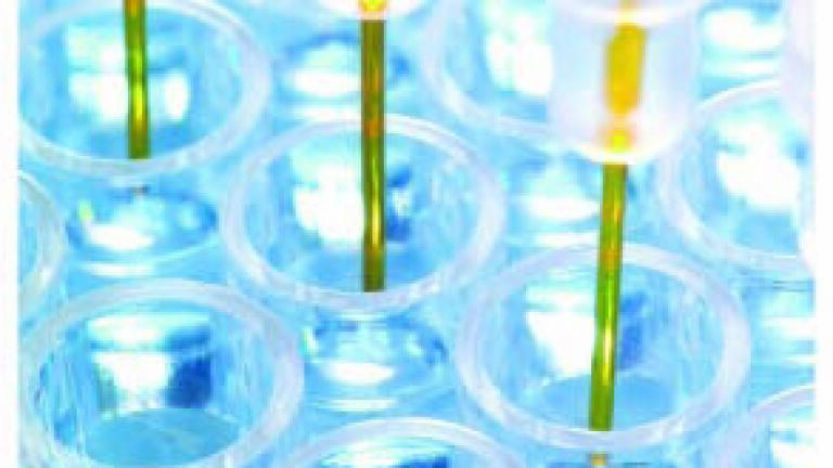 Launch of Protein G Biosensor