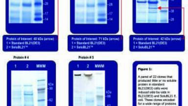 Optimised E.coli Strain Expresses Insoluble Proteins In Soluble Form