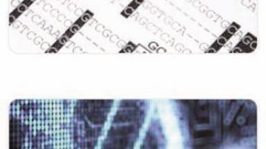 Exploring Genetic Diversity