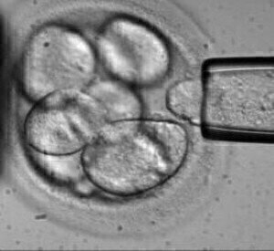 Embryo alignment makes microtechnique news