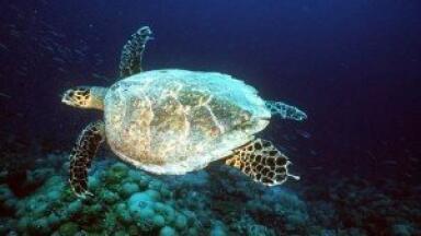 Scientists track turtle migration using satellites