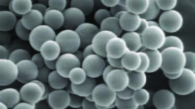 New Certified Silica Microspheres