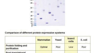 Extensive Range of Purified Full Length Human Proteins