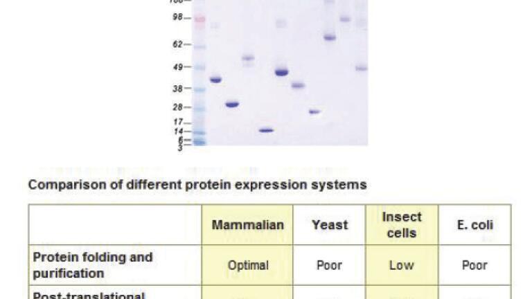 Extensive Range of Purified Full Length Human Proteins