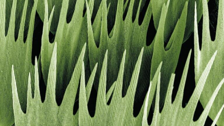 Moth wing scales. Kevin Mackenzie, University of
Aberdeen/Wellcome Images. Scanning electron
micrograph (SEM) of the scales on the wing of a
Madagascan moon moth, Argema mittrei. This moth is
also known as the Comet moth, after its very long tail.
The tail span is 15 cm and wing span 20 cm, making it
one of the world\'s largest silk moths.