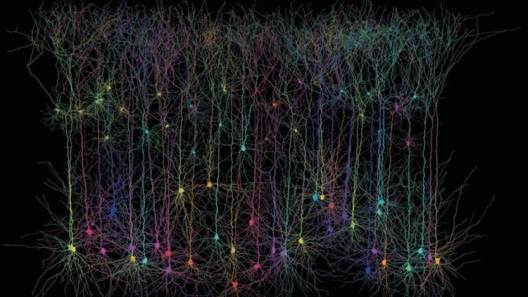 Pyramidal neurons. Michael Häusser and Hermann Cuntz, UCL/Wellcome Images
This computer simulated image shows synthetic pyramidal neurons, of optimised size,
shape and connectivity, that are
indistinguishable from those found in the real biological brain. Pyramidal cells are so-called as
they have a pyramid-shaped cell body (soma), and are also characterised by long branching
dendrites. They are found in the forebrain (cortex and hippocampus) of mammals and are thought to be involved in cognitive function.