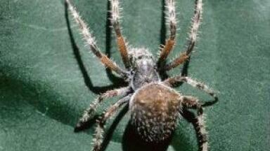 Humans negatively impact spider numbers, study finds