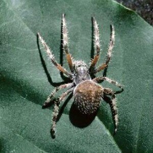 Humans negatively impact spider numbers, study finds
