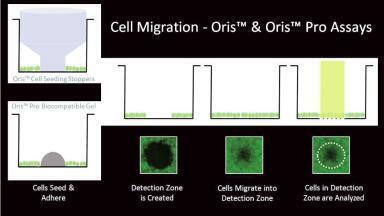 A Robust Quantitative Alternative to the Scratch Assay